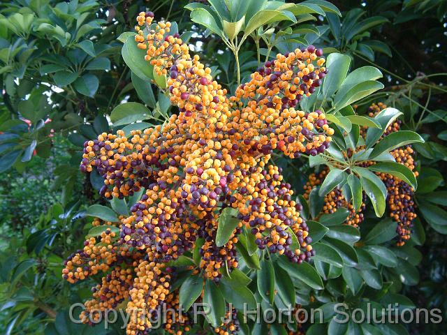 Dwarf umbrella (Schefflera arboricola)